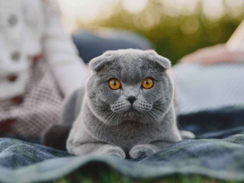 denizli-merkezefendi-veteriner-klinigi