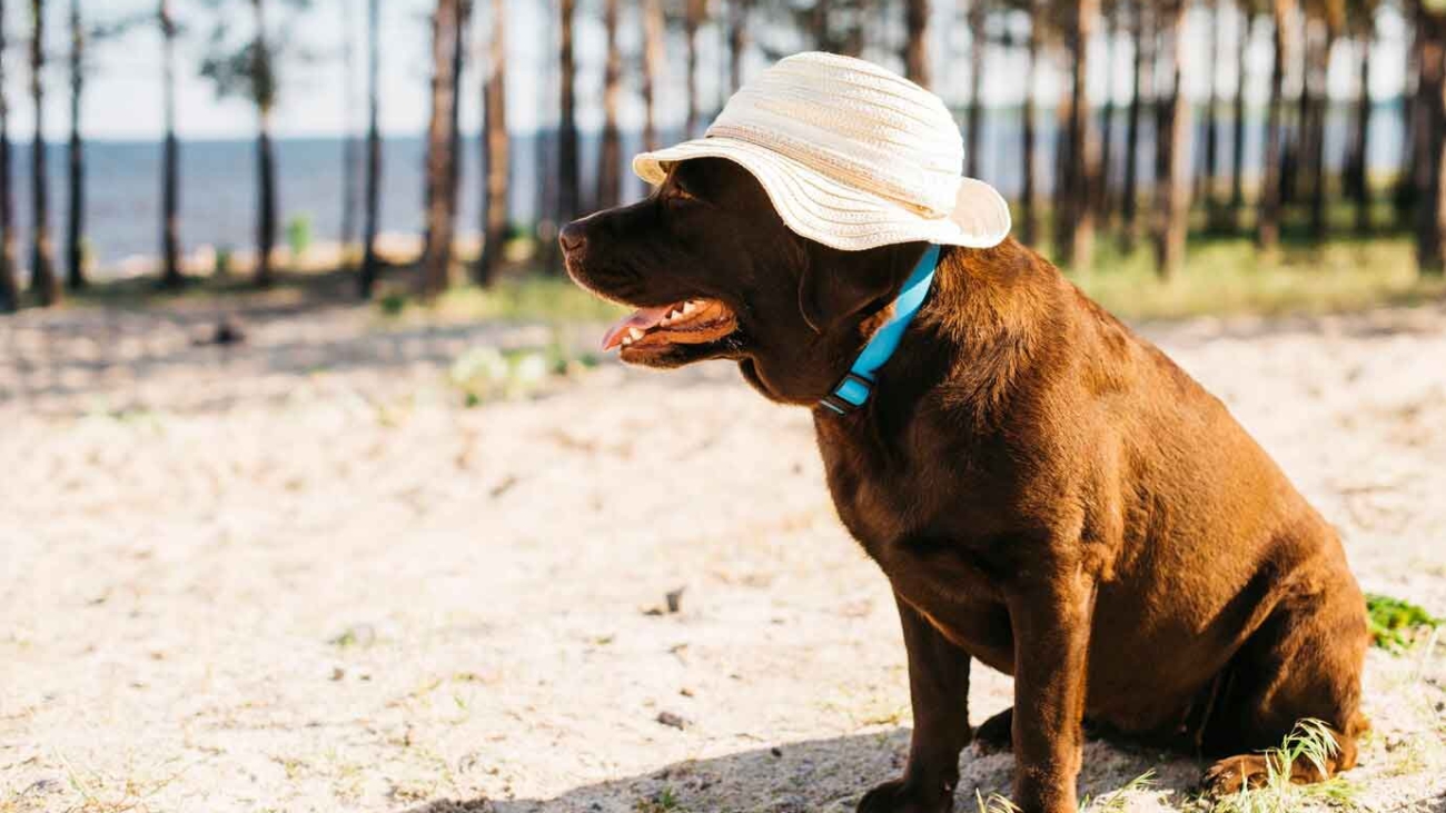 kopeklerde-sicak-carpmasi