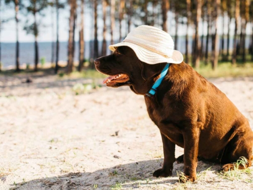 kopeklerde-sicak-carpmasi