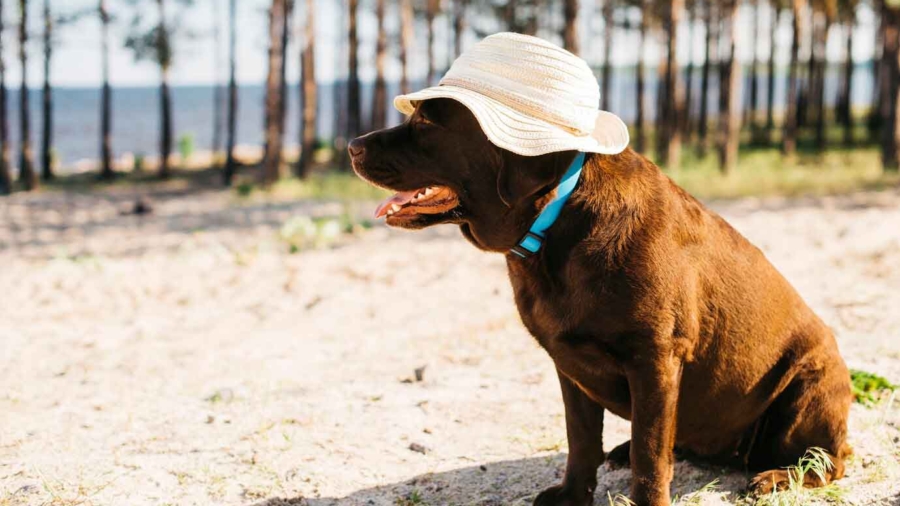 kopeklerde-sicak-carpmasi