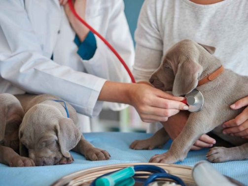 yillik-veteriner-kontrolleri-neden-onemlidir